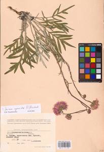 Jurinea cyanoides (L.) Rchb., Eastern Europe, North Ukrainian region (E11) (Ukraine)