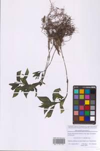 Mercurialis perennis L., Eastern Europe, Moscow region (E4a) (Russia)