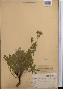Potentilla pedata Willd., Middle Asia, Kopet Dag, Badkhyz, Small & Great Balkhan (M1) (Turkmenistan)