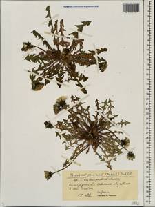 Taraxacum proximum (Dahlst.) Dahlst., Eastern Europe, Lower Volga region (E9) (Russia)
