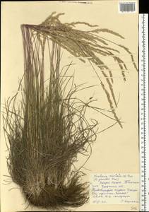 Koeleria pyramidata (Lam.) P.Beauv., Eastern Europe, South Ukrainian region (E12) (Ukraine)