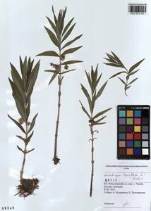 Lysimachia thyrsiflora L., Siberia, Altai & Sayany Mountains (S2) (Russia)