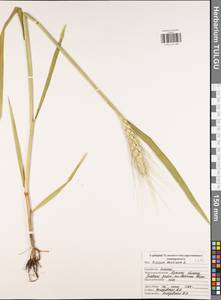 Triticum aestivum L., Eastern Europe, Central region (E4) (Russia)