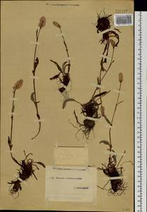 Bistorta elliptica (Willd. ex Spreng.) Kom., Siberia, Yakutia (S5) (Russia)