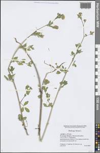 Medicago falcata L., Eastern Europe, Central region (E4) (Russia)