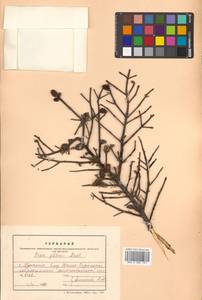 Picea glehnii (F. Schmidt) Mast., Siberia, Russian Far East (S6) (Russia)
