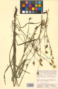 Tragopogon podolicus Besser ex DC., Eastern Europe, Lower Volga region (E9) (Russia)