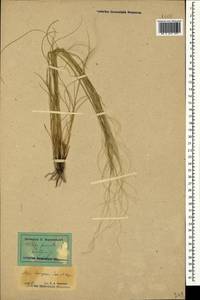 Stipa lessingiana Trin. & Rupr., Caucasus, Stavropol Krai, Karachay-Cherkessia & Kabardino-Balkaria (K1b) (Russia)