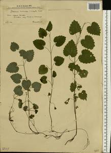 Glechoma hederacea L., Eastern Europe, West Ukrainian region (E13) (Ukraine)