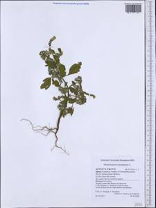 Heliotropium europaeum L., Western Europe (EUR) (Spain)