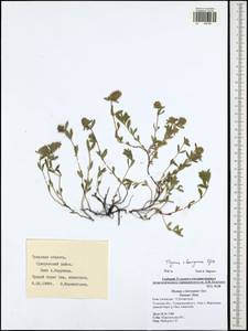 Thymus odoratissimus Mill., Eastern Europe, Central region (E4) (Russia)