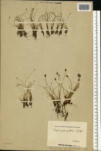 Eleocharis quinqueflora (Hartmann) O.Schwarz, Eastern Europe, Estonia (E2c) (Estonia)
