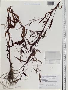 Persicaria hydropiper (L.) Spach, Siberia, Russian Far East (S6) (Russia)