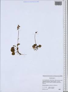 Pyrola minor L., Siberia, Russian Far East (S6) (Russia)