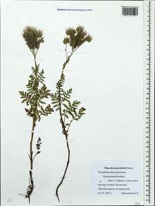 Phacelia tanacetifolia Benth., Eastern Europe, Eastern region (E10) (Russia)