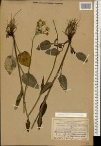 Tephroseris cladobotrys subsp. subfloccosa (Schischk.) Greuter, Caucasus, Dagestan (K2) (Russia)