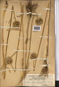 Allium drobovii Vved., Middle Asia, Western Tian Shan & Karatau (M3) (Kazakhstan)