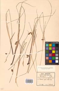 Carex limosa L., Siberia, Russian Far East (S6) (Russia)