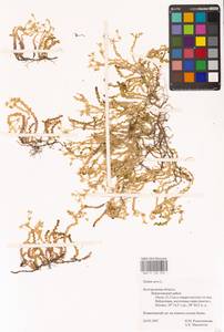 Sedum acre L., Eastern Europe, Central forest-and-steppe region (E6) (Russia)