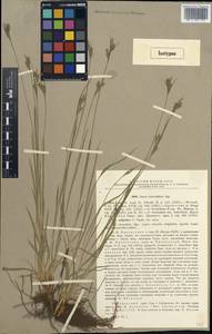 Carex breviculmis var. breviculmis, Siberia, Russian Far East (S6) (Russia)