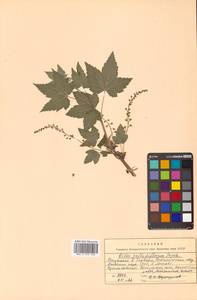 Ribes latifolium Jancz., Siberia, Russian Far East (S6) (Russia)