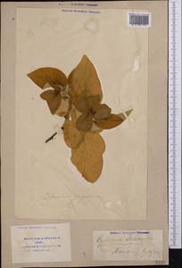 Chaenomeles japonica (Thunb.) Lindl. ex Spach, Middle Asia, Western Tian Shan & Karatau (M3) (Uzbekistan)