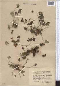 Geranium saxatile Kar. & Kir., Middle Asia, Western Tian Shan & Karatau (M3) (Uzbekistan)