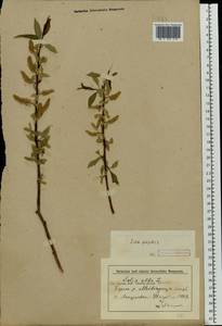 Salix fragilis L., Eastern Europe, Lower Volga region (E9) (Russia)