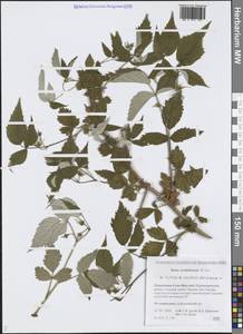 Rubus sachalinensis H.Lév., Siberia, Yakutia (S5) (Russia)