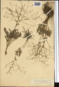 Thalictrum isopyroides C. A. Mey., Middle Asia, Dzungarian Alatau & Tarbagatai (M5) (Kazakhstan)