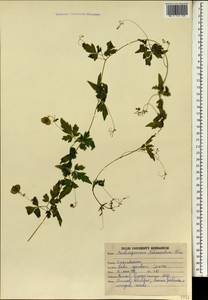 Cardiospermum halicacabum L., South Asia, South Asia (Asia outside ex-Soviet states and Mongolia) (ASIA) (India)