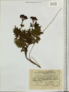 Sorbaria pallasii (G. Don) Pojark., Siberia, Russian Far East (S6) (Russia)