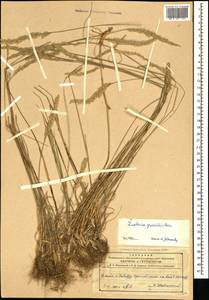 Koeleria pyramidata (Lam.) P.Beauv., Caucasus, Azerbaijan (K6) (Azerbaijan)