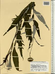 Cirsium × helenioides (L.) Hill, Eastern Europe, Northern region (E1) (Russia)