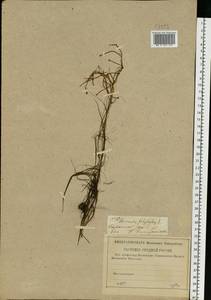 Ranunculus polyphyllus Waldst. & Kit. ex Willd., Eastern Europe, Lower Volga region (E9) (Russia)