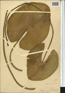 Nuphar lutea (L.) Sibth. & Sm., Middle Asia, Caspian Ustyurt & Northern Aralia (M8) (Kazakhstan)