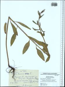 Oenothera biennis L., Eastern Europe, Central region (E4) (Russia)