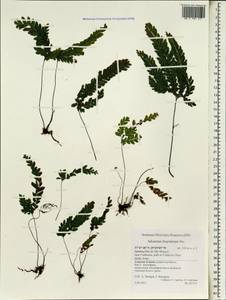 Adiantum hispidulum Sw., Africa (AFR) (Portugal)