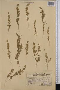 Bassia eriophora (Steph. ex M. Bieb.) Kuntze, Middle Asia, Syr-Darian deserts & Kyzylkum (M7) (Uzbekistan)