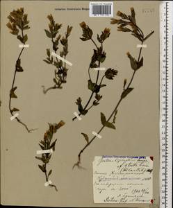 Gentianella biebersteinii (Bunge) Holub, Caucasus, Stavropol Krai, Karachay-Cherkessia & Kabardino-Balkaria (K1b) (Russia)