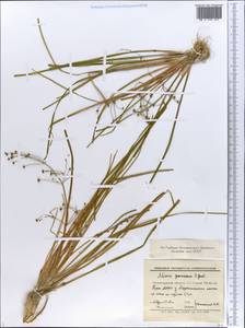 Alisma gramineum Lej., Eastern Europe, North-Western region (E2) (Russia)