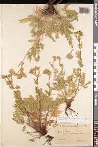 Potentilla recta subsp. laciniosa (Kit. ex Nestler) Nyman, Eastern Europe, Lower Volga region (E9) (Russia)