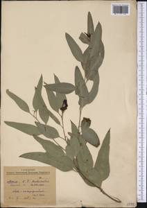 Eucalyptus, America (AMER) (Mexico)