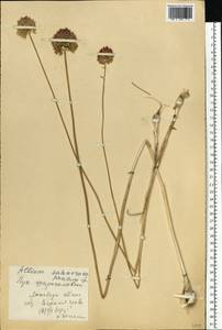 Allium sphaerocephalon L., Eastern Europe, South Ukrainian region (E12) (Ukraine)