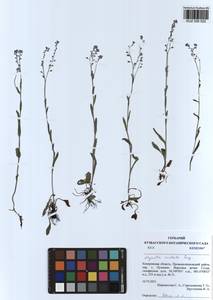 Myosotis imitata Serg., Siberia, Altai & Sayany Mountains (S2) (Russia)