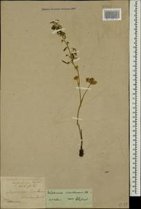 Delphinium schmalhausenii Albov, Caucasus, Azerbaijan (K6) (Azerbaijan)