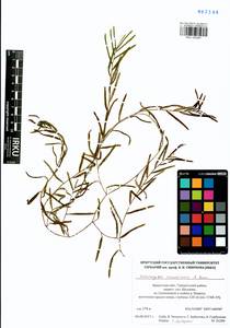 Potamogeton maackianus A.Benn., Siberia, Baikal & Transbaikal region (S4) (Russia)