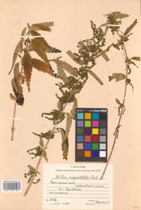 Urtica dioica var. holosericea Fr., Siberia, Russian Far East (S6) (Russia)