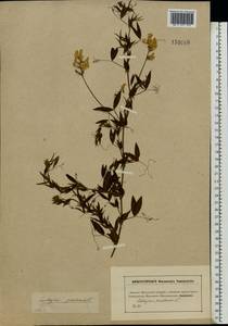 Lathyrus pratensis L., Eastern Europe, Moscow region (E4a) (Russia)