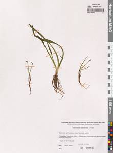 Tephroseris palustris (L.) Fourr., Siberia, Chukotka & Kamchatka (S7) (Russia)